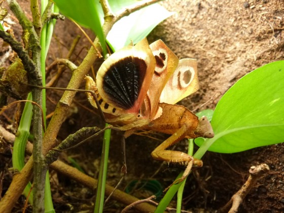 schau mir in die Augen Kleine