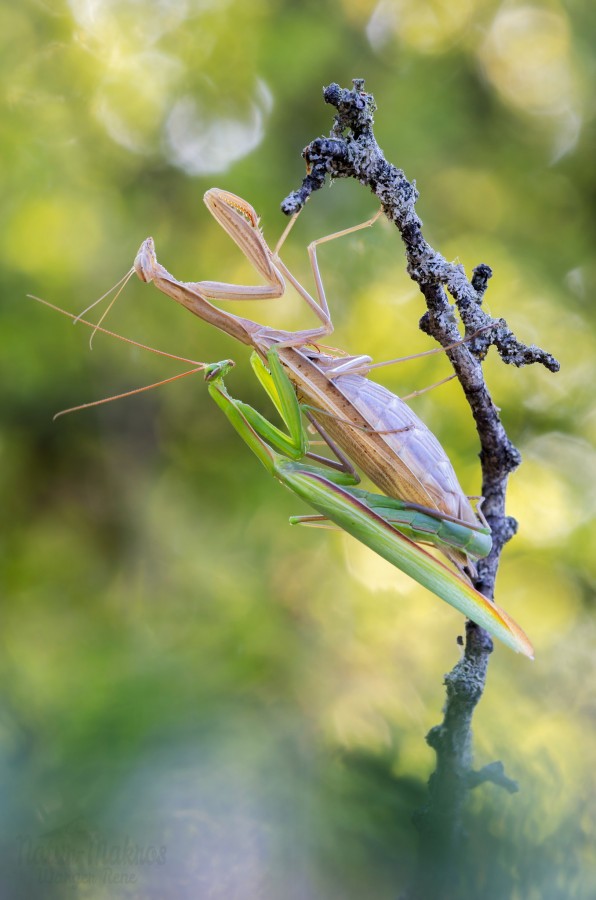 Mantis religiosa