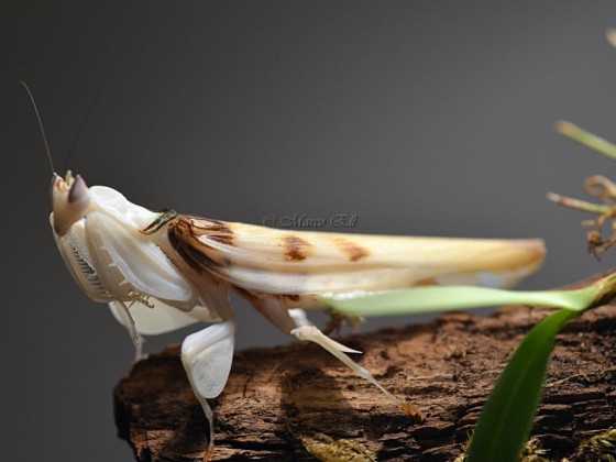 0.1 Hymenopus coronatus adult