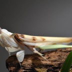 0.1 Hymenopus coronatus adult