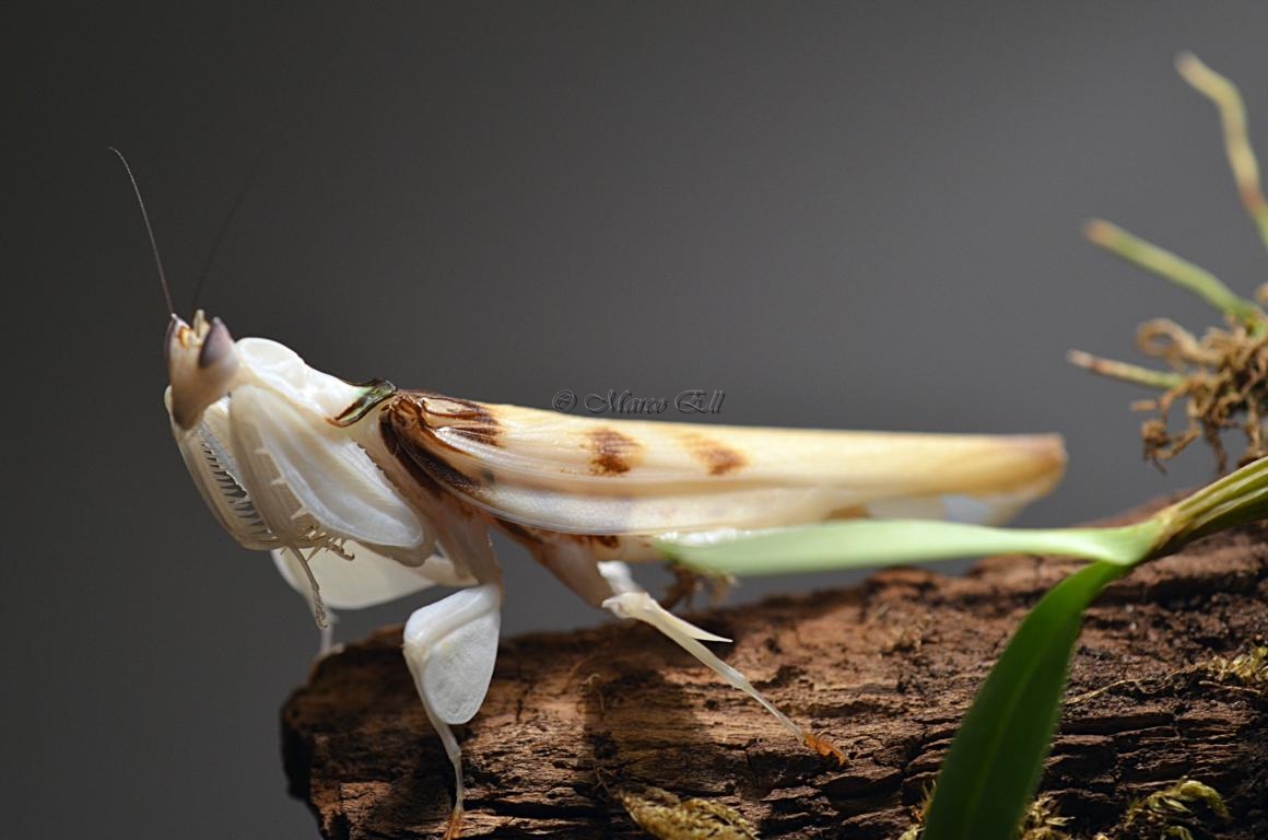 0.1 Hymenopus coronatus adult