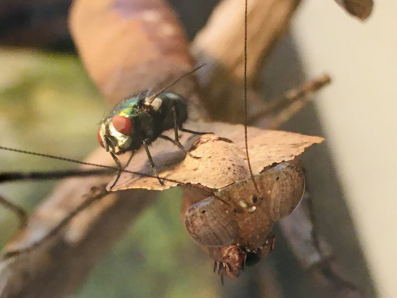 Deroplatys und Fliege