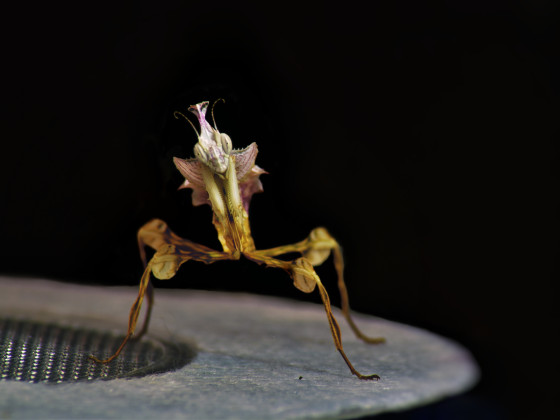 Idolomantis Diabolica L3