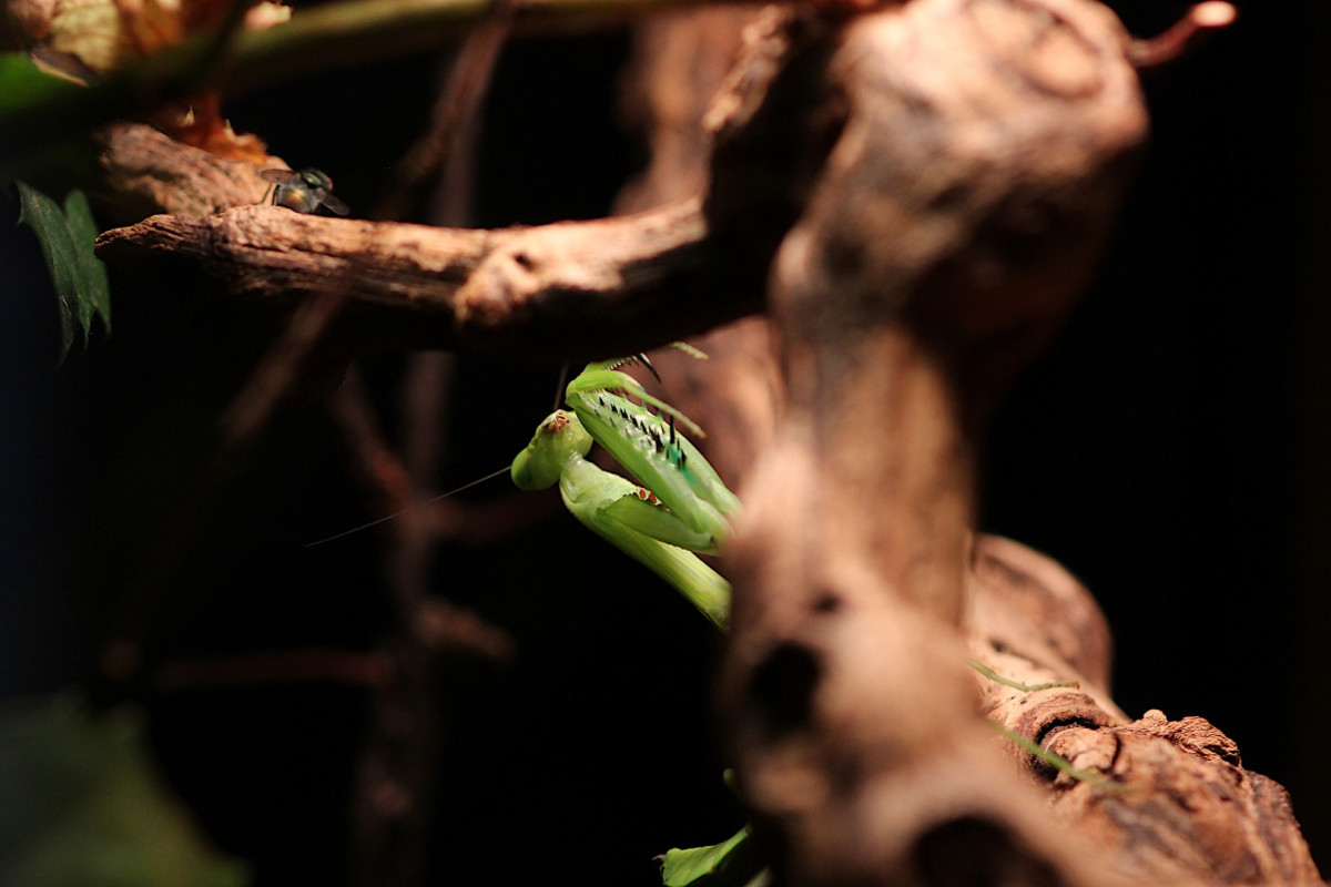 Hierodula quinquepatellata