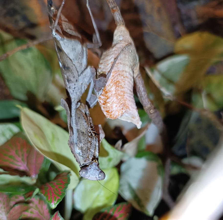 Deroplatys Lobata Weibchen bewacht ihre erste Oothek