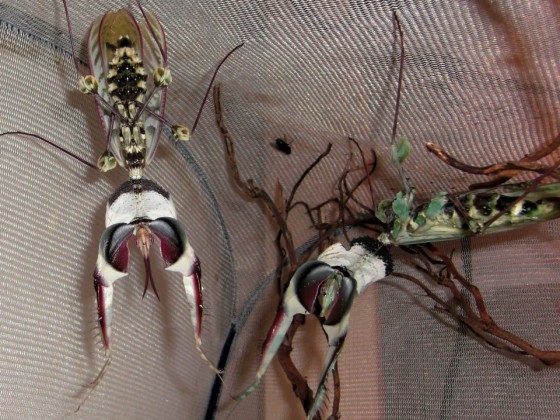 adultes Idolomantis diabolica Paerchen