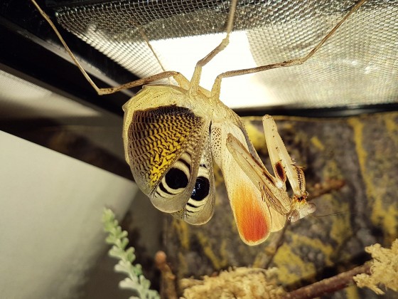 "Pseudoempusa pinnapavonis" adult female