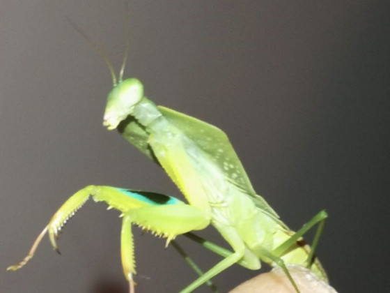 Asiadodis yunnanensis Male.