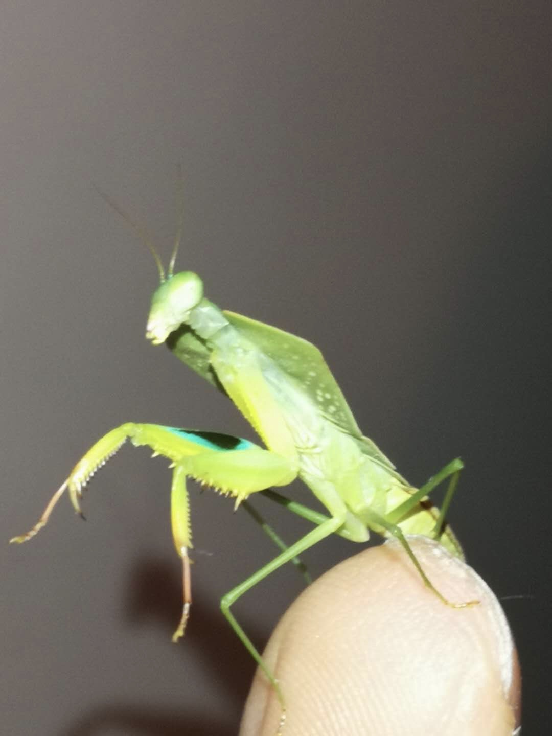 Asiadodis yunnanensis Male.