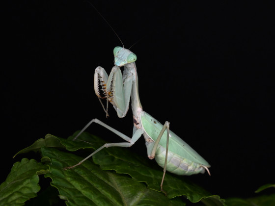 Portrait von Hierodula quinquepatellata