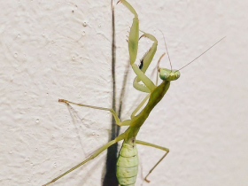 Sphodromantis aurea 0.1