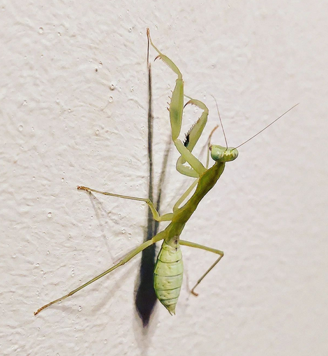 Sphodromantis aurea 0.1