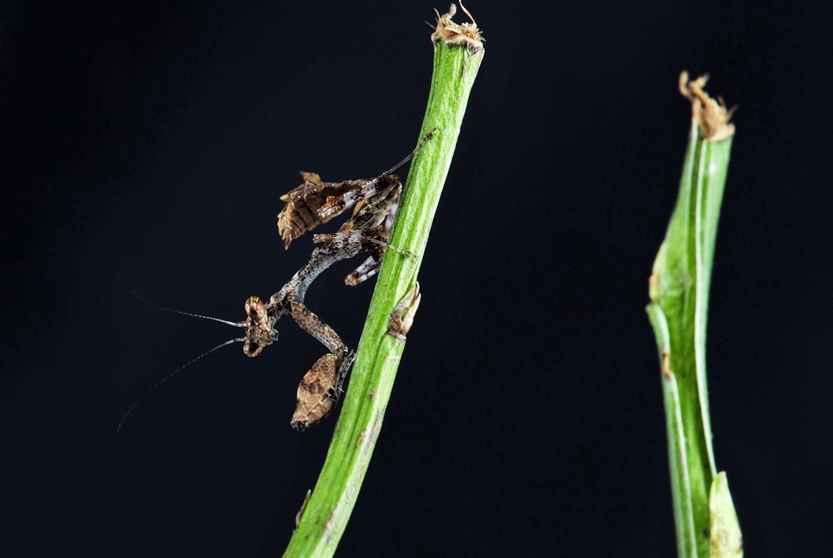 Acromantis formosana