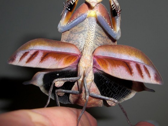 adultes Deroplatys truncata Weibchen