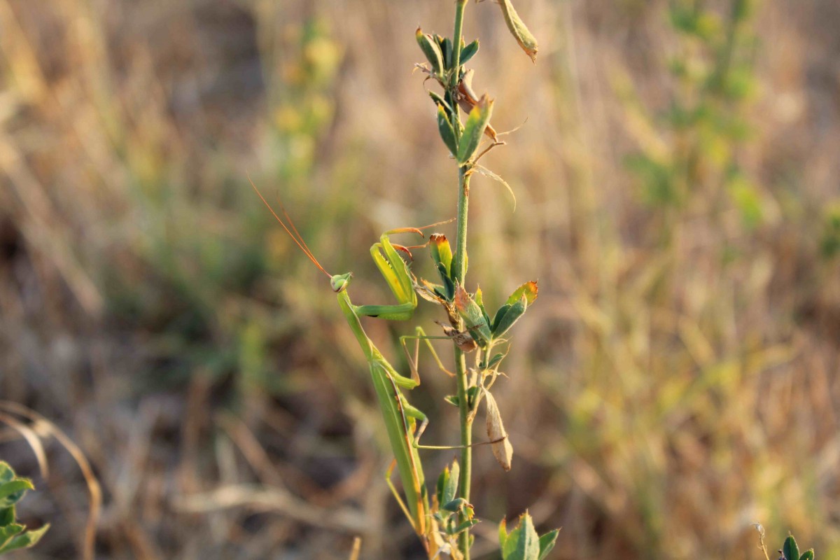 Mantis religiosa