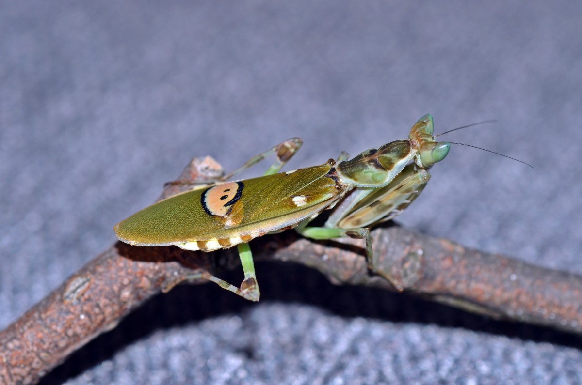 0.1 Creobroter nebulosa adult