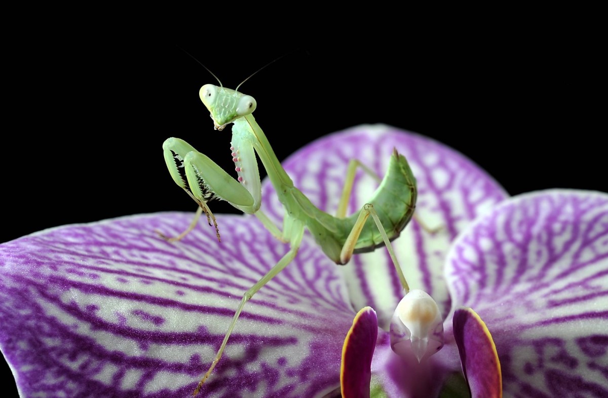 Hierodula spec. Lombok