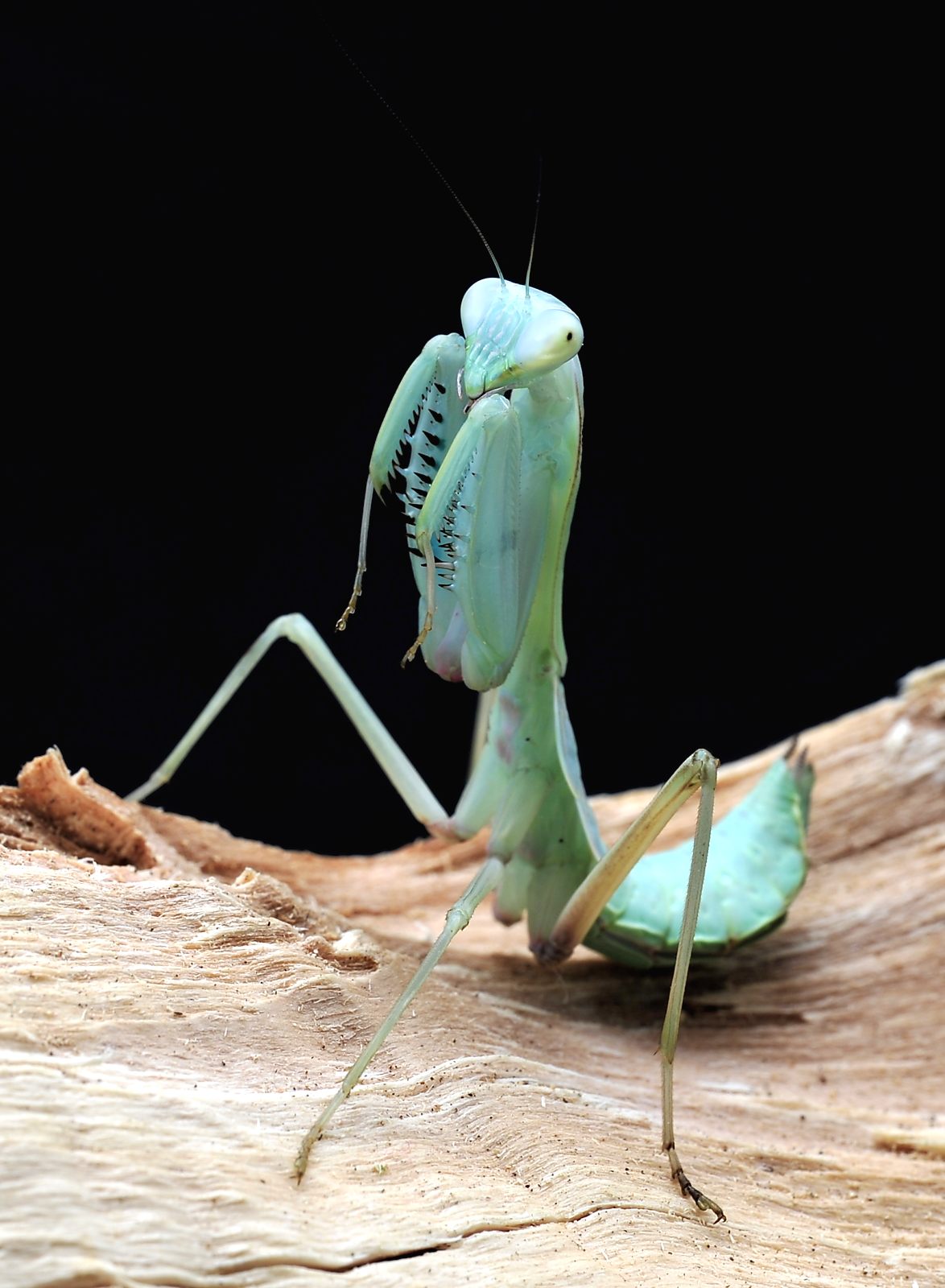 Hierodula spec. Lombok