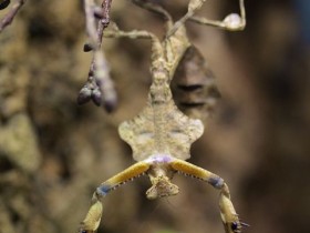 Deroplatys lobata