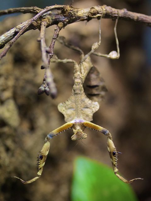 Deroplatys lobata