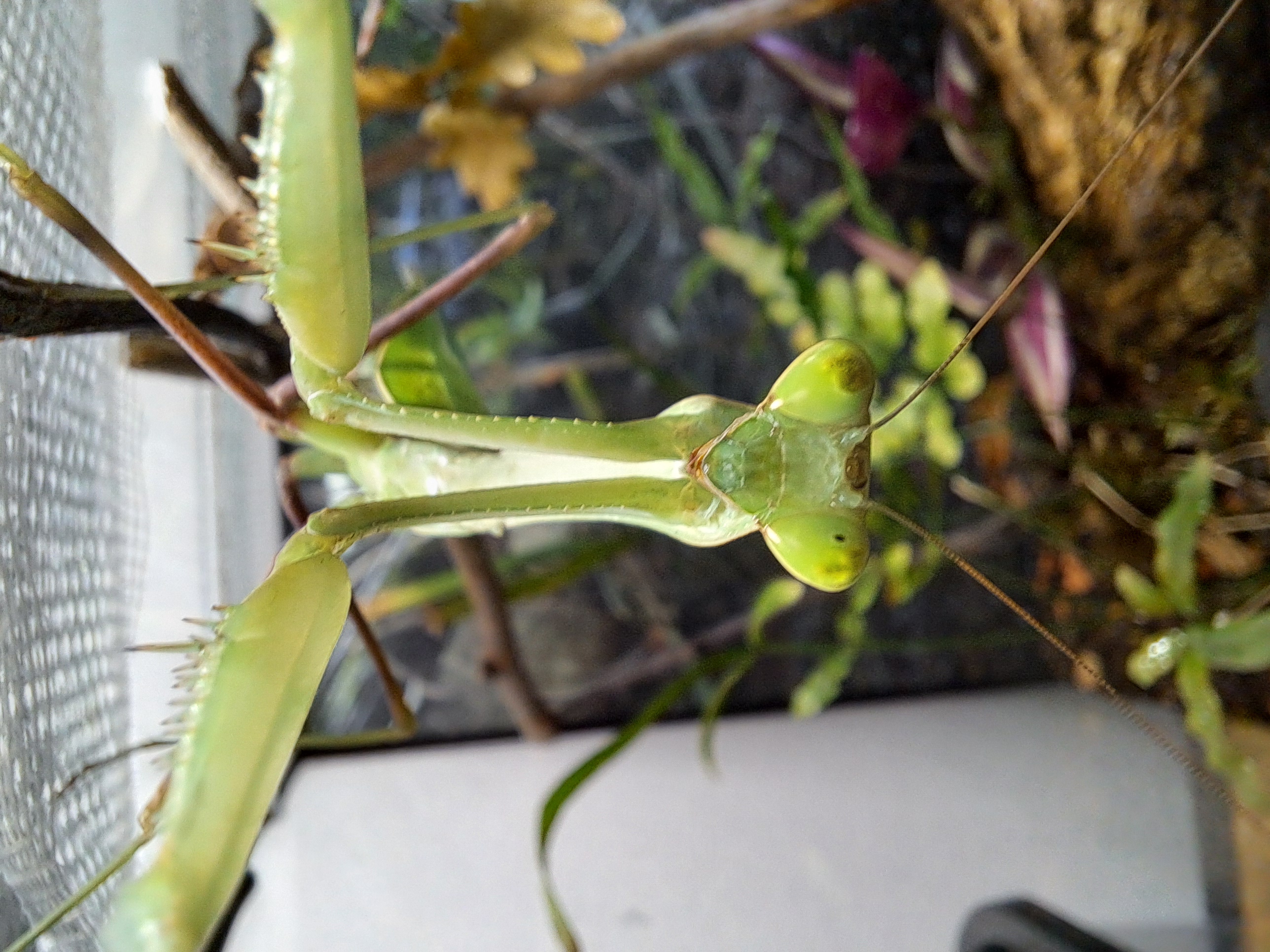 Hierodula membranacea (männlich)