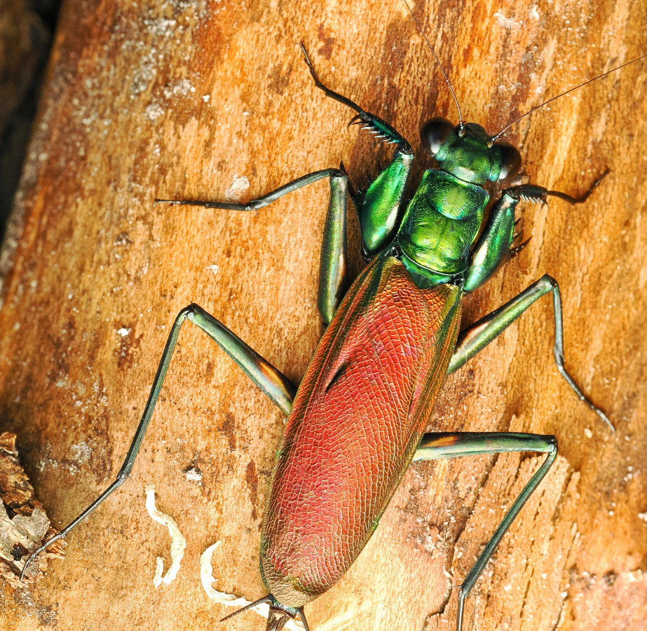 Metallyticus splendidus Adult Weibchen