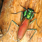 Metallyticus splendidus Adult Weibchen