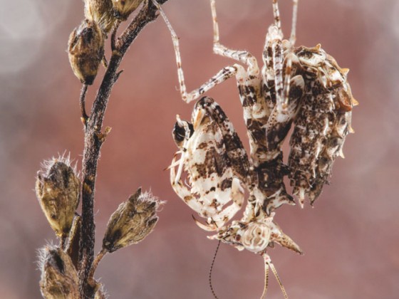 Ceratomantis saussurii, 1.0, subadult