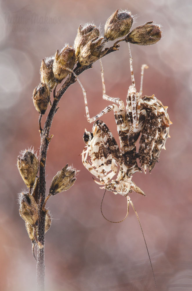 Ceratomantis saussurii, 1.0, subadult