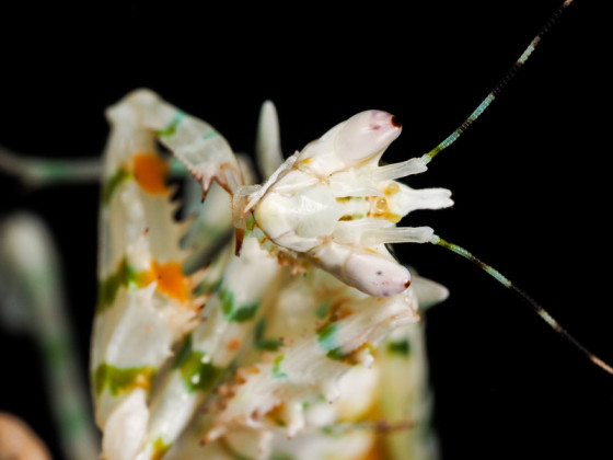 Pseudcreobotra wahlbergii Female Portrait