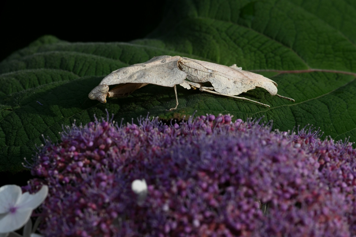 Deroplatys trigonodera (IGM 328)