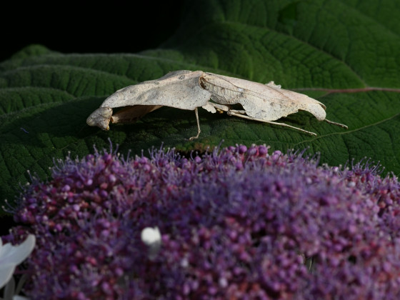 Deroplatys trigonodera (IGM 328)