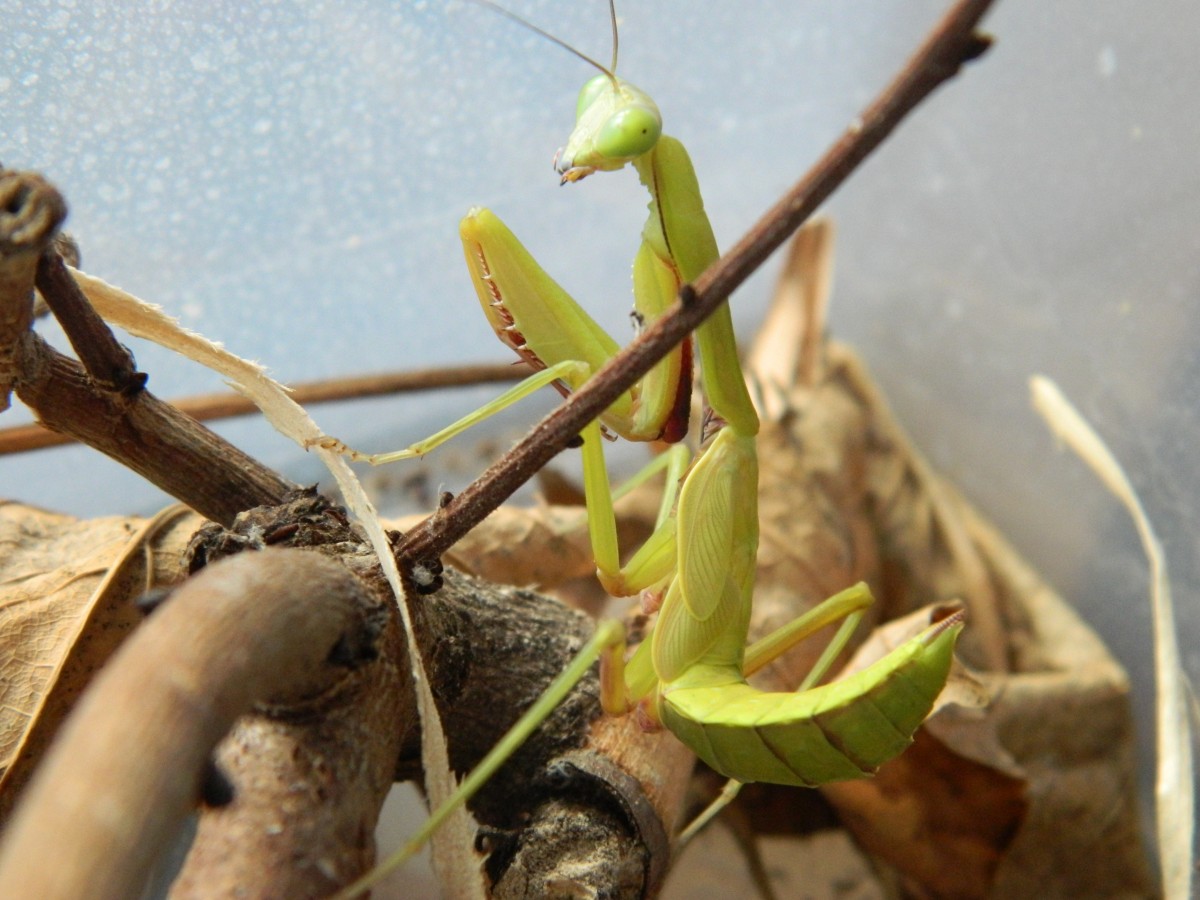 Hirodula Majuscula Subadult