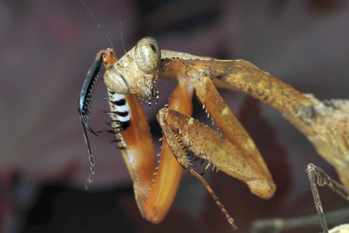 Deroplatys desiccata