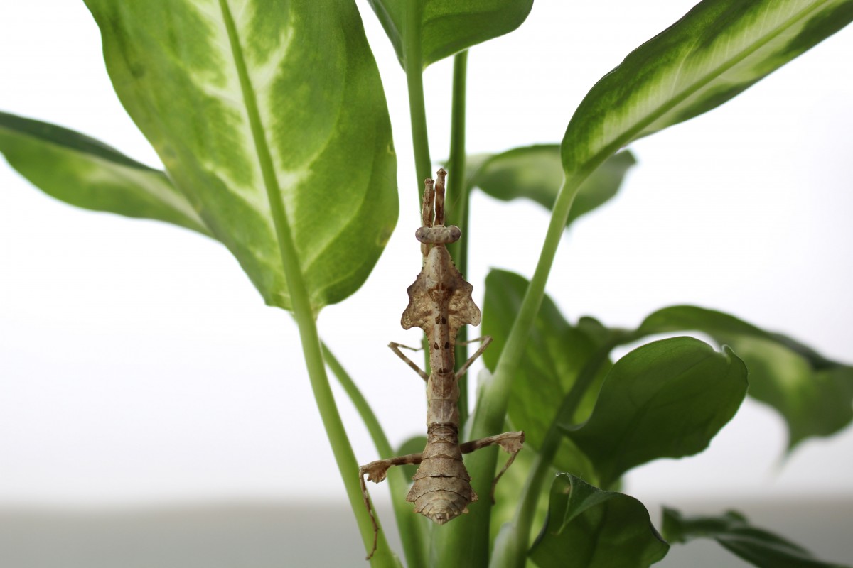 Deroplatys lobata