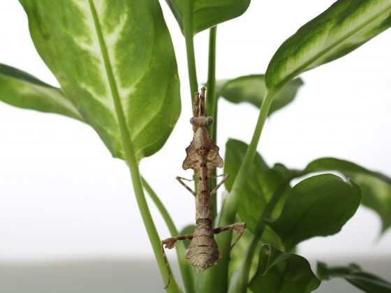 Deroplatys lobata