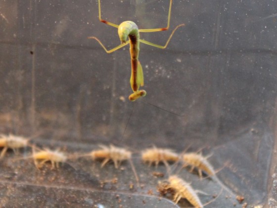 Hierodula majuscula L3, Größenvergleich zu Ofenfischchen