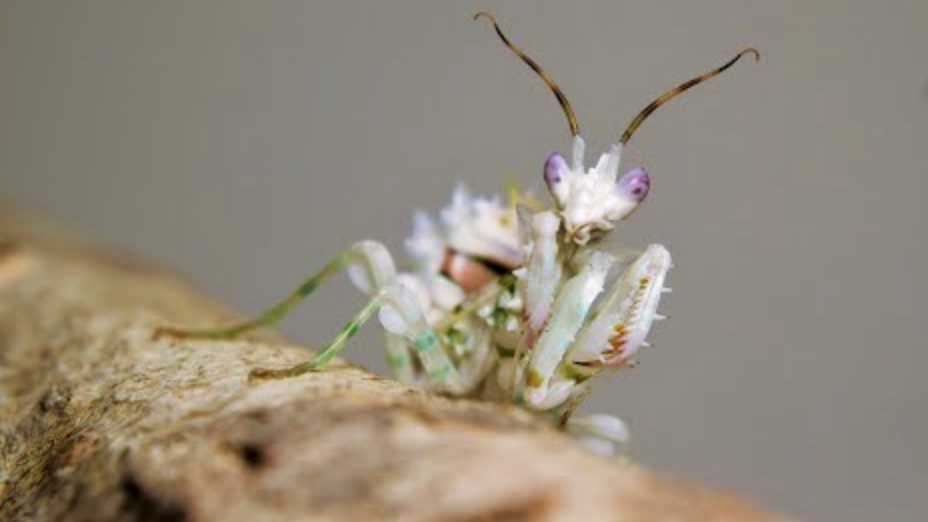 Pseudocreobotra wahlbergii 'Nymphe'