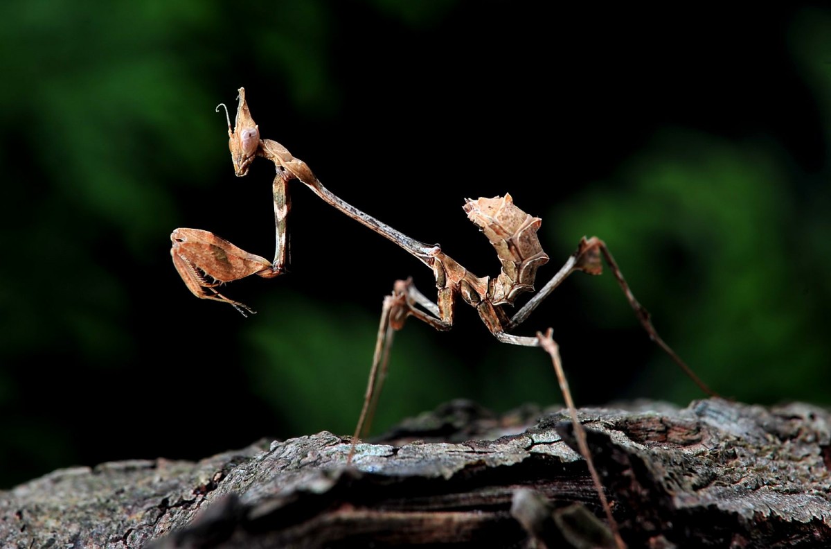 Gongylus gongylodes