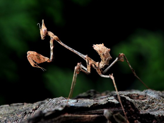 Gongylus gongylodes