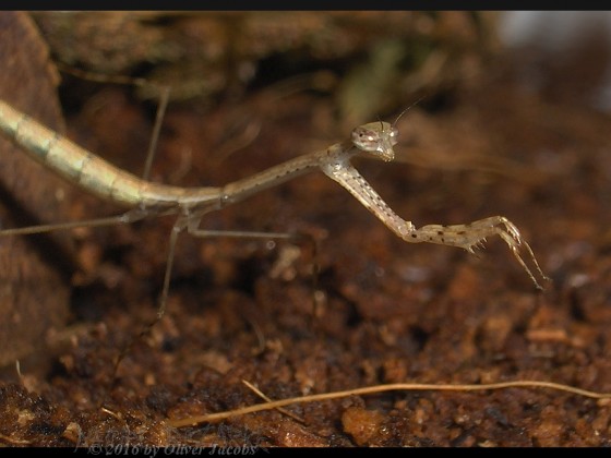 Macromusonia spec. ex Französisch Guyana L4