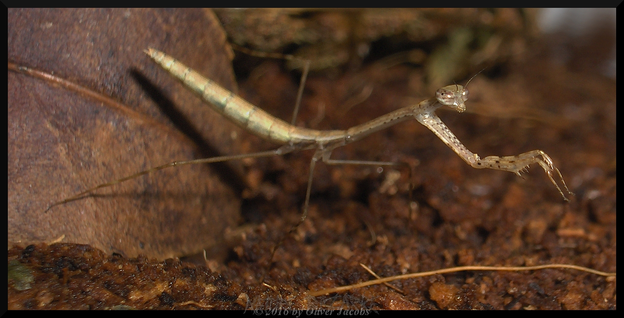 Macromusonia spec. ex Französisch Guyana L4