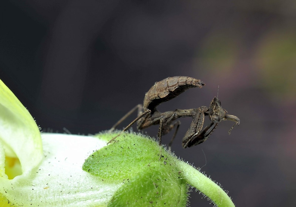 Decimiana bolivari