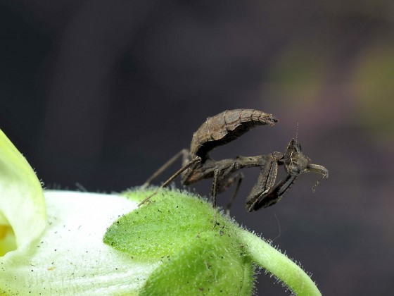 Decimiana bolivari