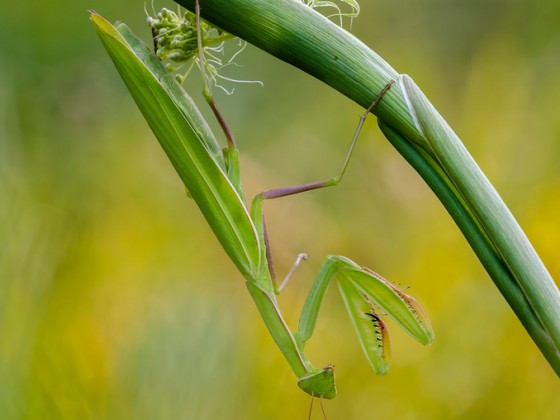 Mantis religiosa,0.1,adult