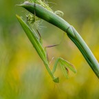 Mantis religiosa,0.1,adult