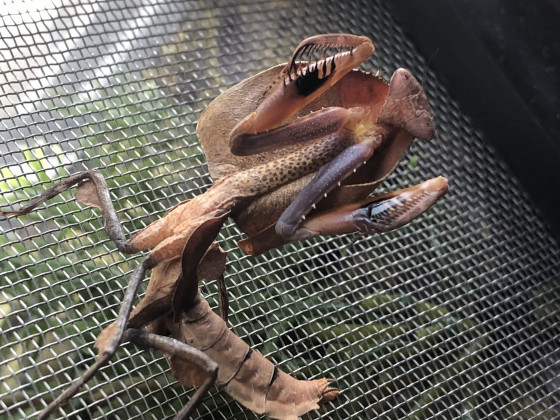 Deroplatys Truncata