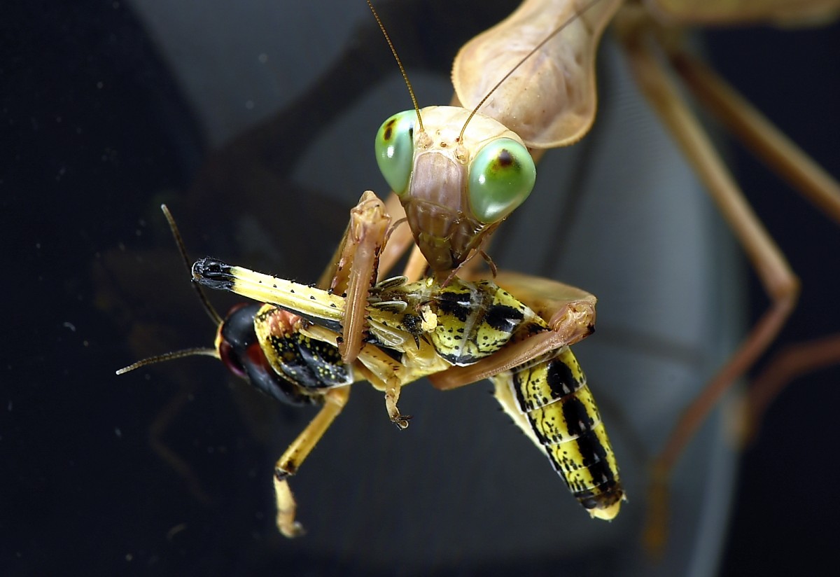 Hierodula quinqueparellata beim Futtern.