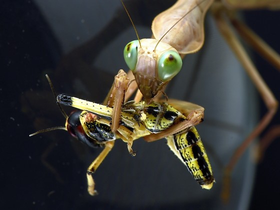 Hierodula quinqueparellata beim Futtern.