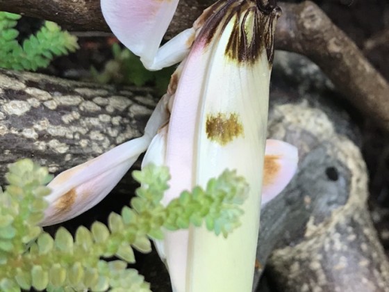 Hymenopus coronatus